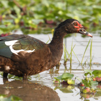 Muscovy Duck